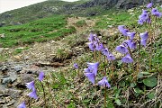 89 Soldanelle accanto al ruscelletto